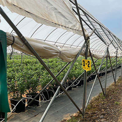 Blueberry Greenhouse Diagonal bridging