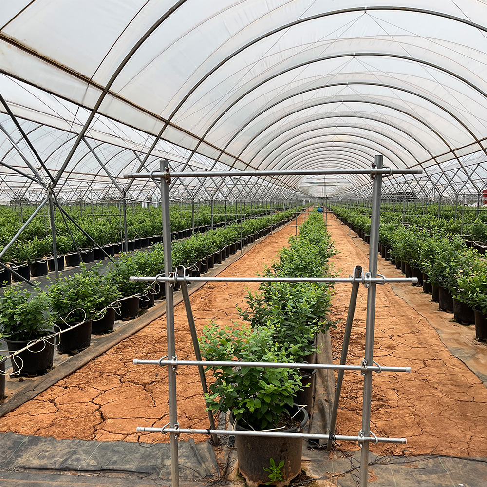 Agricultural Tunnel Greenhouses