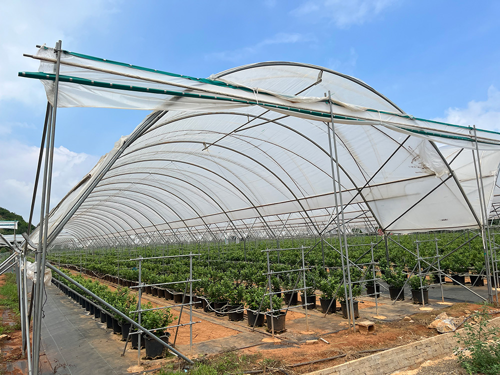 Blueberry Greenhouse