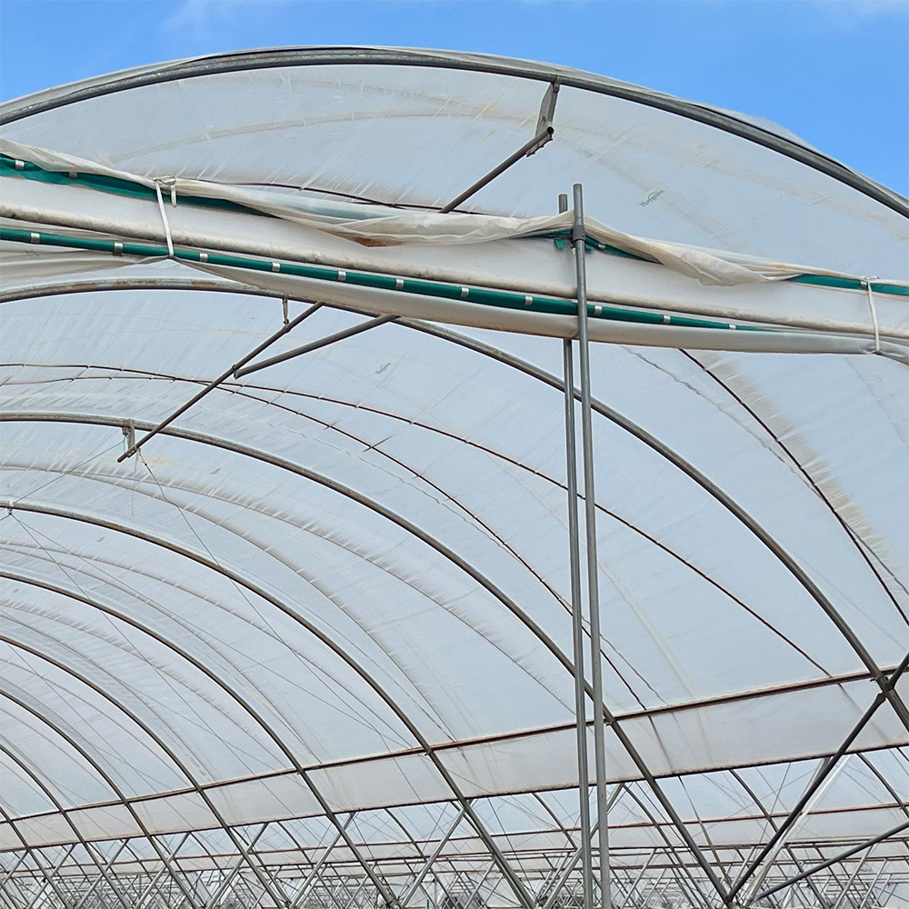 Blueberry Greenhouse Oval arch bar